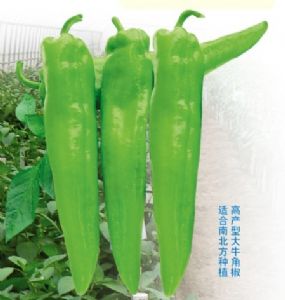 供应韩龙19号—朝天椒种子