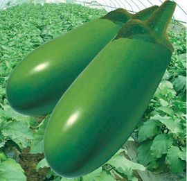供应绿罐—茄子种子