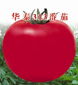 供应华泰313—番茄种子