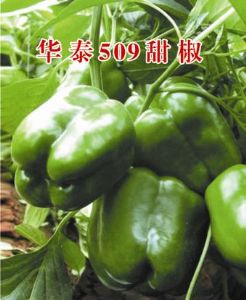供应华泰509—甜椒种子