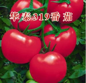 供应华泰319—番茄种子