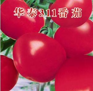 供应华泰311—番茄种子