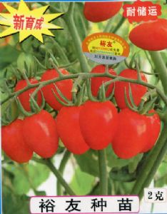 供应红贵人-番茄种子