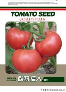 供应欧粉佳人—番茄种子