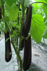 供应布利塔—茄子种苗