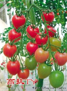 供应芬丽娜F1－樱桃番茄种子