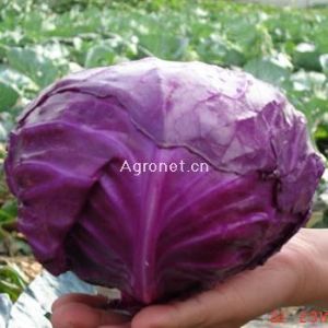供应K—007—紫甘蓝种子