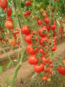 供应粉禧—小番茄种苗