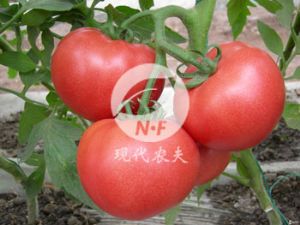 供应农夫胜冠F1－番茄种子