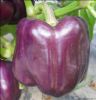 供应紫彩1号—甜椒种子