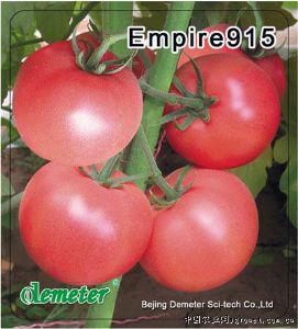 供应帝冠915—番茄种子