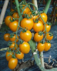 供应欧罗巴—番茄种子