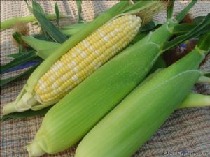 供应双色1号—菜用玉米种子