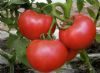 供应金利丽粉5号（粉果）—番茄种子