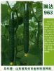 供应琳达963—黄瓜砧木