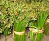 供应优质纯天然高山野生蕨菜