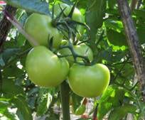 供应凯旋108番茄—番茄种子