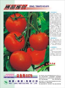 供应以色列0379—番茄种子