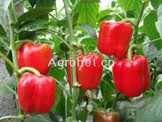 供应西欧(绿转红甜椒)—甜椒种子