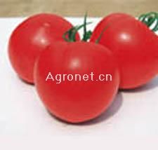 供应世农702番茄—番茄种子