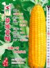 供应景颇黄糯—菜用玉米种子