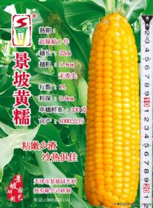 供应景颇黄糯—菜用玉米种子