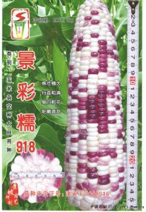 供应景彩糯918—菜用玉米种子