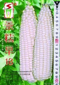 供应景糯早18—菜用玉米种子