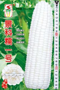 供应景科糯一号—菜用玉米种子