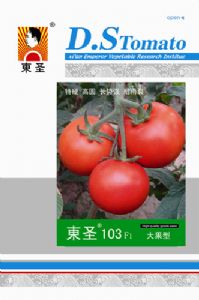 供应东圣103—番茄种子