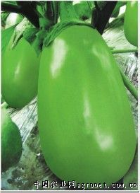 供应科美绿茄—茄子种子