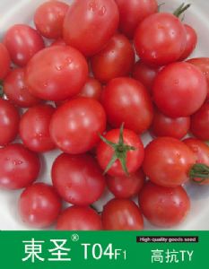 供应东圣T04—番茄种子