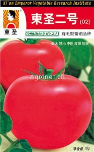 供应东圣二号——番茄种子