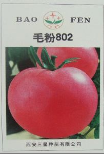 供应毛粉802－番茄种子