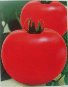 供应保红一号－番茄种子