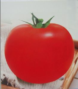 供应红佳宝－番茄种子