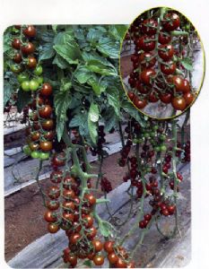 供应黑贝贝—番茄种子