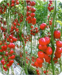 供应多丽1—番茄种子
