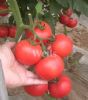 供应粉利得番茄种子