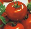 供应红升2号—番茄种子