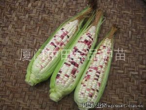 供应夏美糯1号—玉米种子