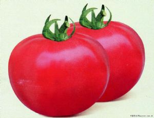 供应绿盈432—番茄种子