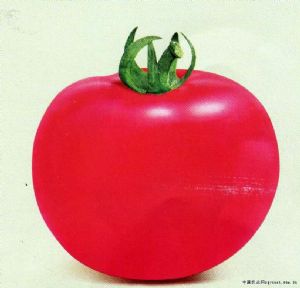供应卡特粉纳—番茄种子