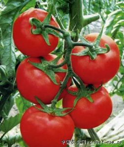 供应06096—番茄种子