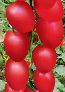 供应赛禧—番茄种子