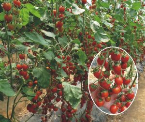供应红辉69—番茄种子