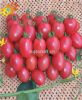 供应浦粉珍美番茄—番茄种子