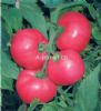 供应浦粉202番茄—番茄种子