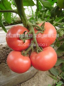 供应佳丽-番茄种子
