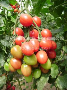供应牧童-番茄种子
